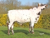 DOSE TAUREAU SAGNOL - NFR5028990718 - 5698208