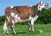 DOSE TAUREAU NAIRO - NFR5035332845 - 5692096