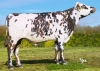 DOSE TAUREAU UNIROYAL - NFR5040526196 - 56A3173