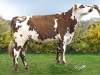 DOSE TAUREAU OSIRIS - NFR5046740237 - 5692989