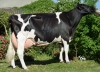 DOSE TAUREAU JURRY - NFR5047725062 - 6687558