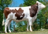 DOSE TAUREAU PINKFLOYD - NFR5233013011 - 4696397