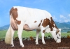 DOSE TAUREAU PINKFLOYD - NFR5233013011 - 4696397