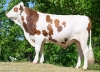 DOSE TAUREAU UFFO - NFR5238362199 - 46A3480