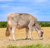 DOSE TAUREAU OPTIMAL - NFR5238483960 - 2195156
