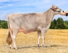 DOSE TAUREAU OPTIMAL - NFR5238483960 - 2195156