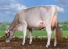 DOSE TAUREAU OPTIMAL - NFR5238483960 - 2195156