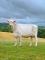 DOSE TAUREAU OPTIMAL - NFR5238483960 - 2195156