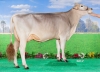 DOSE TAUREAU OPTIMAL - NFR5238483960 - 2195156