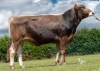 DOSE TAUREAU OPTIMAL - NFR5238483960 - 2195156