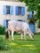 DOSE TAUREAU OPTIMAL - NFR5238483960 - 2195156