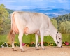 DOSE TAUREAU OPTIMAL - NFR5238483960 - 2195156
