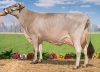 DOSE TAUREAU OPTIMAL - NFR5238483960 - 2195156