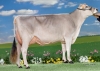 DOSE TAUREAU OPTIMAL - NFR5238483960 - 2195156