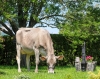 DOSE TAUREAU OPTIMAL - NFR5238483960 - 2195156
