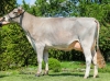 DOSE TAUREAU OPTIMAL - NFR5238483960 - 2195156