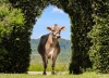 DOSE TAUREAU OPTIMAL - NFR5238483960 - 2195156