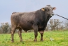 DOSE TAUREAU OPTIMAL - NFR5238483960 - 2195156
