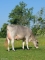 DOSE TAUREAU OPTIMAL - NFR5238483960 - 2195156