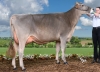 DOSE TAUREAU OPTIMAL - NFR5238483960 - 2195156