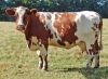 DOSE TAUREAU TILT - NFR5313034247 - 88A1781