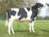 DOSE TAUREAU TOKAIL - NFR5316985555 - 66A1474