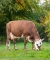 DOSE TAUREAU PALADIN - NFR5339351049 - 5695450