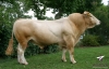 DOSE TAUREAU ANGELO - NFR5343396363 - 7970017