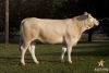 DOSE TAUREAU ANGELO - NFR5343396363 - 7970017