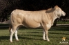 DOSE TAUREAU ANGELO - NFR5343396363 - 7970017