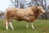 DOSE TAUREAU GAELIC - NFR5343396600 - 7982896