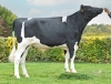 DOSE TAUREAU SURIBAY P - NFR5344217393 - 6698771