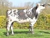 DOSE TAUREAU ROSSINI - NFR5345601818 - 5698209