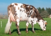 DOSE TAUREAU STROMAE - NFR5346010255 - 56A0382
