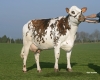 DOSE TAUREAU STROMAE - NFR5346010255 - 56A0382