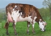 DOSE TAUREAU ORAN - NFR5346019577 - 5692991