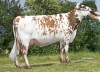 DOSE TAUREAU ORAN - NFR5346019577 - 5692991
