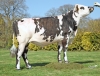 DOSE TAUREAU PAPEL - NFR5346019969 - 5696595