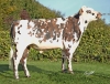 DOSE TAUREAU TALENT - NFR5346835962 - 56A0537