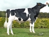 DOSE TAUREAU RIKENT - NFR5348225815 - 6696813