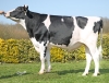 DOSE TAUREAU RADIENT - NFR5348225835 - 6696814