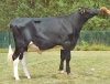 DOSE TAUREAU TRILENT - NFR5348226020 - 66A0742