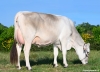 DOSE SEXEE FEM 90 TAUREAU PACTOLE - XFR5356268551 - 2195946