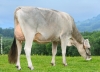 DOSE SEXEE FEM 90 TAUREAU PACTOLE - XFR5356268551 - 2195946
