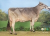 DOSE SEXEE FEM 90 TAUREAU PACTOLE - XFR5356268551 - 2195946
