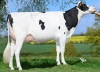 DOSE TAUREAU UCCELLINI - NFR5356775491 - 66A2448