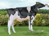 DOSE TAUREAU OKOCHA - NFR5367323203 - 6692897