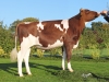 DOSE TAUREAU JAIKO RED - NFR5367417276 - 6687559