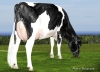 DOSE TAUREAU INSIDER - NFR5368980695 - 6686008