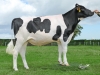 DOSE TAUREAU ONEIL - NFR5368981144 - 6693038